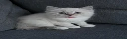 Ragdoll cats for sale: My last boy ragdoll  - Advert 16