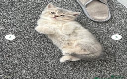 British Shorthair cats for sale: Espresso  - Image 1