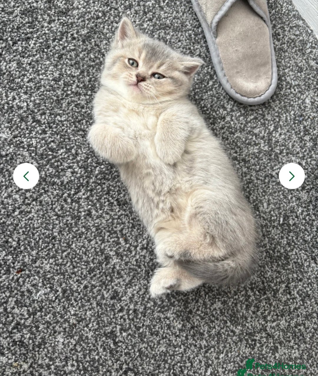 British Shorthair cats for sale: Espresso  - Image 1