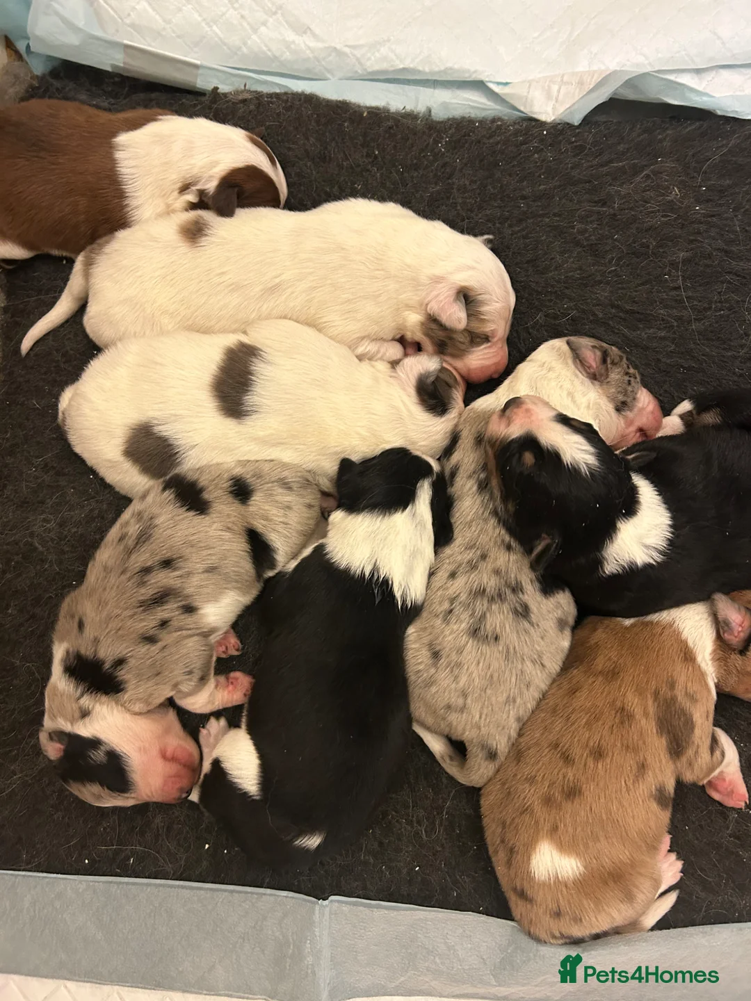 Border Collie dogs for sale: Beautiful Border Collie Pups - Advert 27