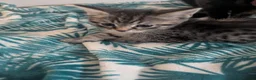 Domestic Shorthair cats for sale: Adorable kittens need a loving home in London - Advert 2