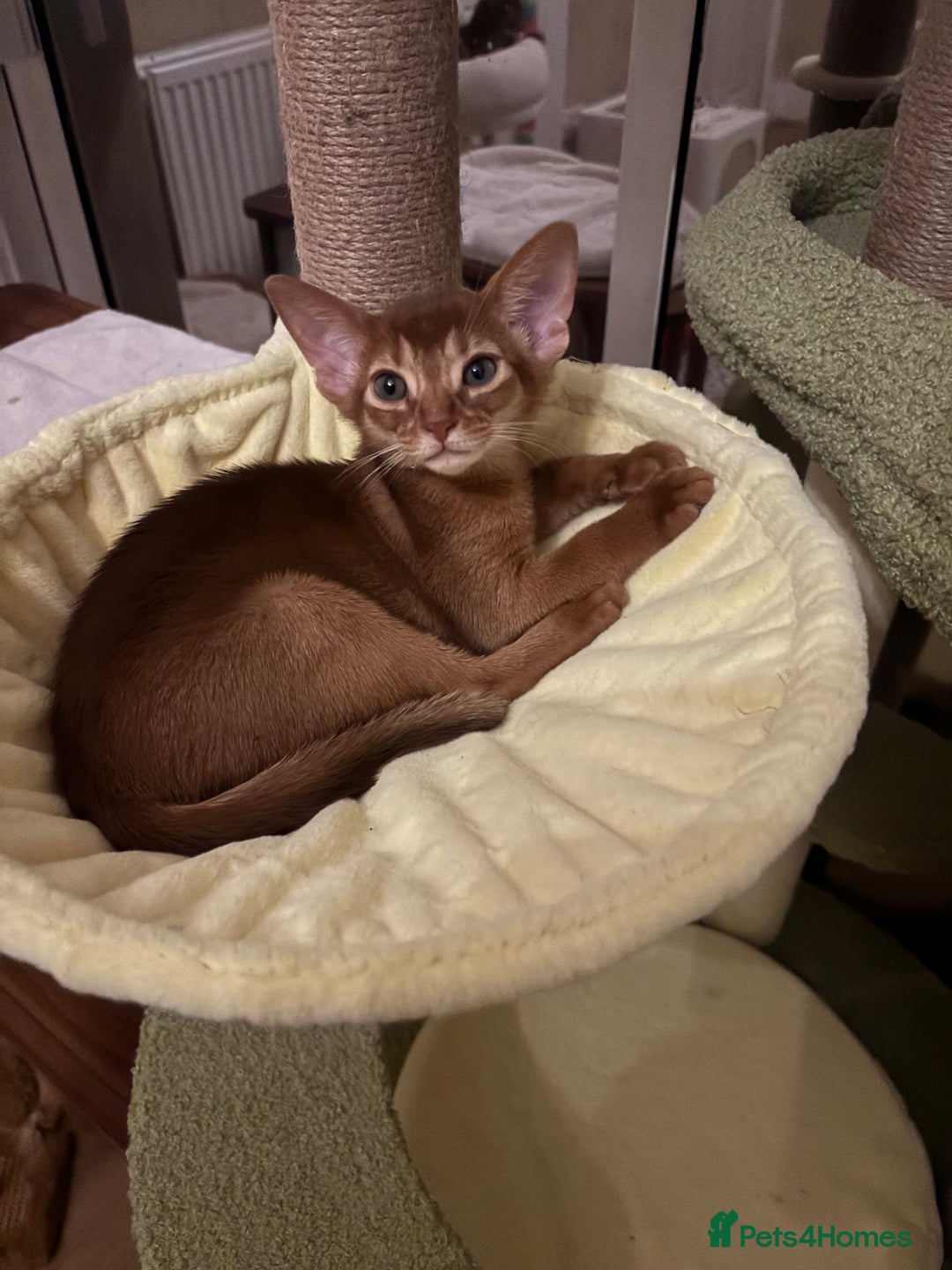 Abyssinian cats for sale: Female (last one) - Advert 5