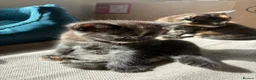 Mixed Breed cats for sale: Beautiful British x Domestic Tortie kittens - Advert 2