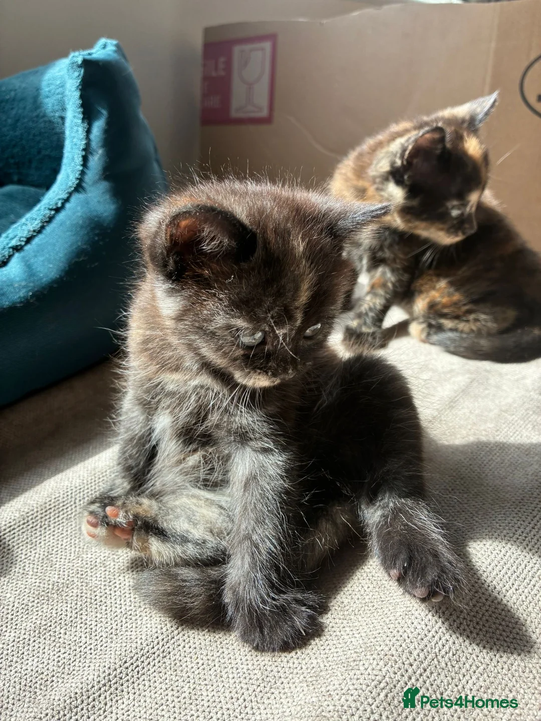 Mixed Breed cats for sale: Beautiful British x Domestic Tortie kittens - Advert 2