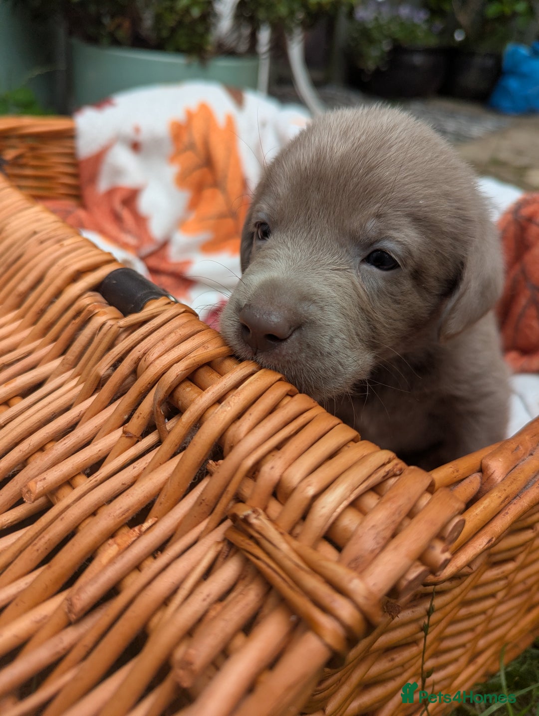 Labrador Retriever dogs for sale: KC Silver Labradors  - Image 20