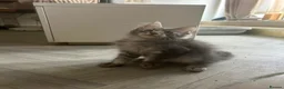 Maine Coon cats for sale: Beautiful Fullbreed Mainecoon kitten - Advert 12