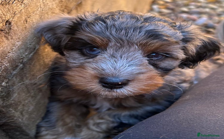 Mixed Breed dogs - Advert 1