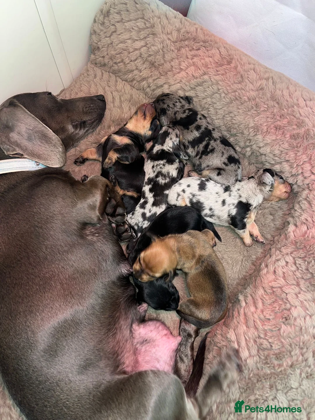 Miniature Dachshund dogs for sale: Miniature Dachshunds - Advert 7