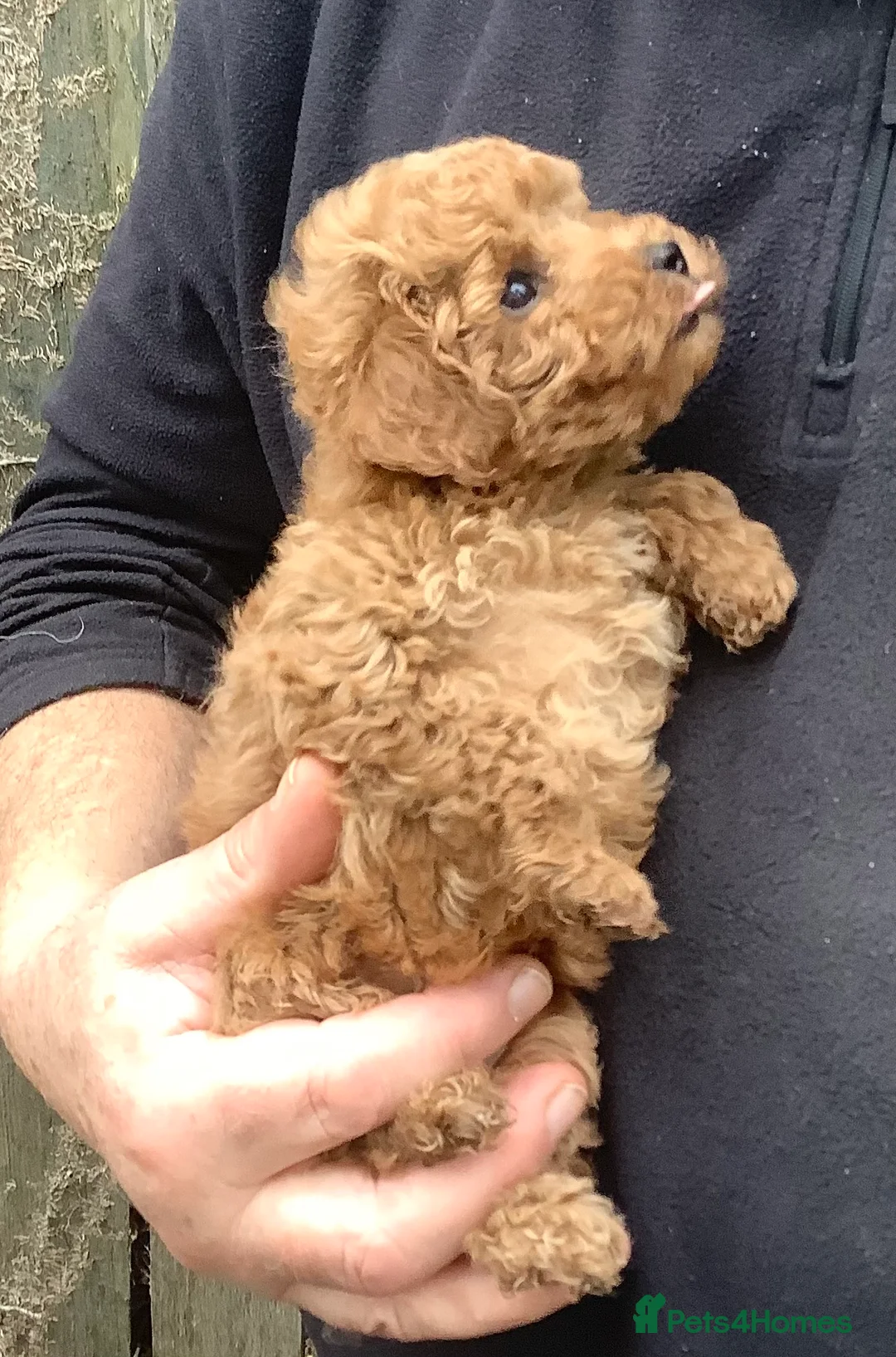 Toy Poodle dogs for sale: Extra Tiny Asian Toy Poodle - Advert 7