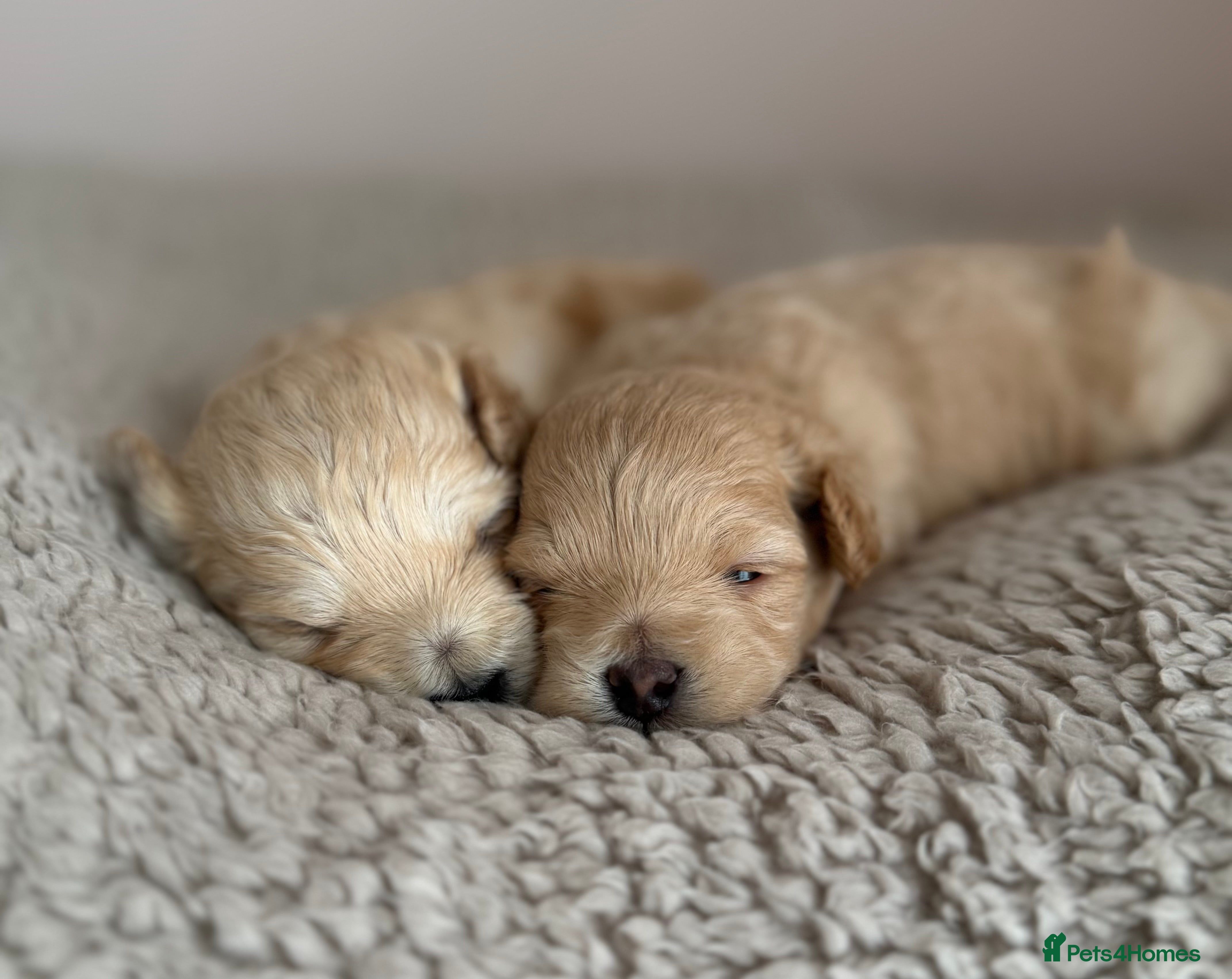 Maltipoo dogs 🐾 Toy Maltipoos Raised with Love DNA Clear 🐾 - Advert 18