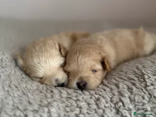 Maltipoo dogs 🐾 Toy Maltipoos Raised with Love DNA Clear 🐾 - Advert 18