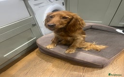 Cocker Spaniel dogs for sale: Loving cocker spaniel - Image 1