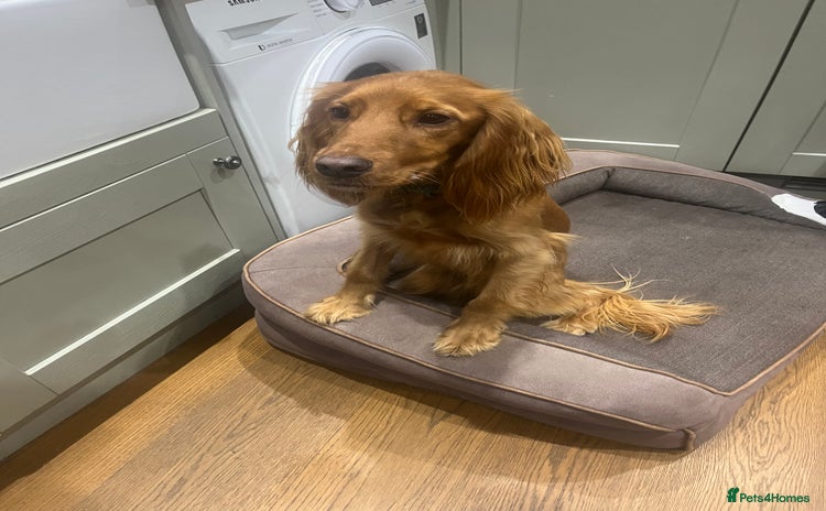 Cocker Spaniel dogs - Advert 1