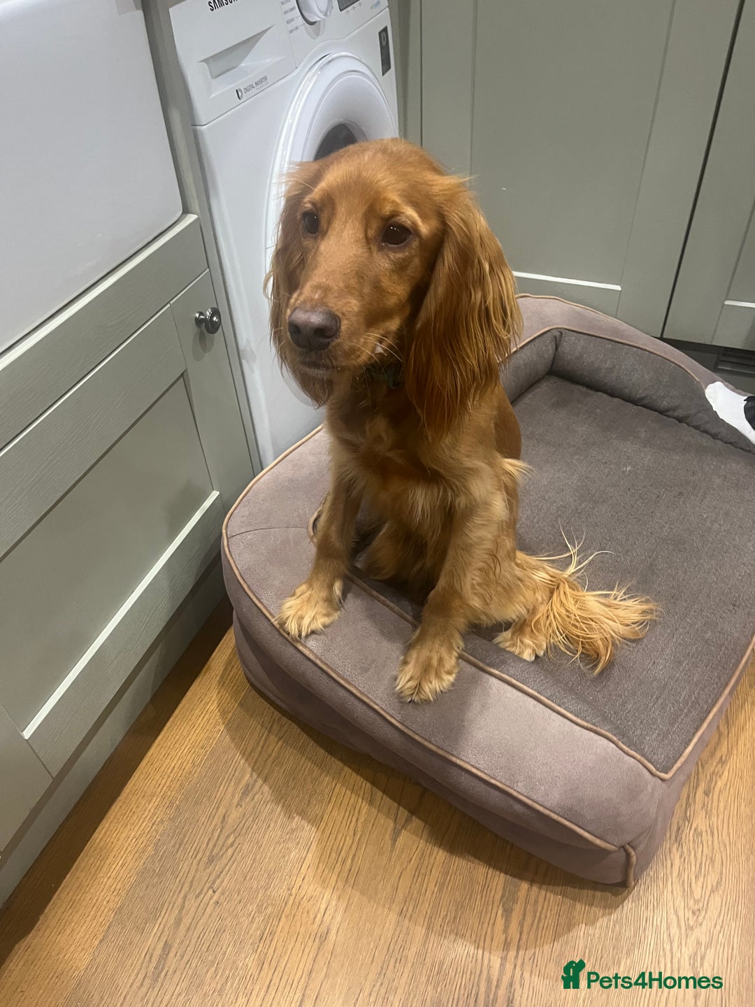 Cocker Spaniel dogs for sale: Loving cocker spaniel - Image 1