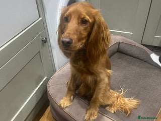 Cocker Spaniel dogs for sale - Advert 1