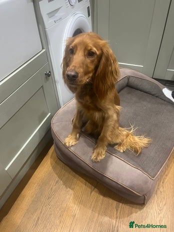 Cocker Spaniel dogs - Advert 1