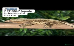 Gecko reptiles for sale: BEAUTIFUL CRESTED GECKOS   in Chigwell - Image 8