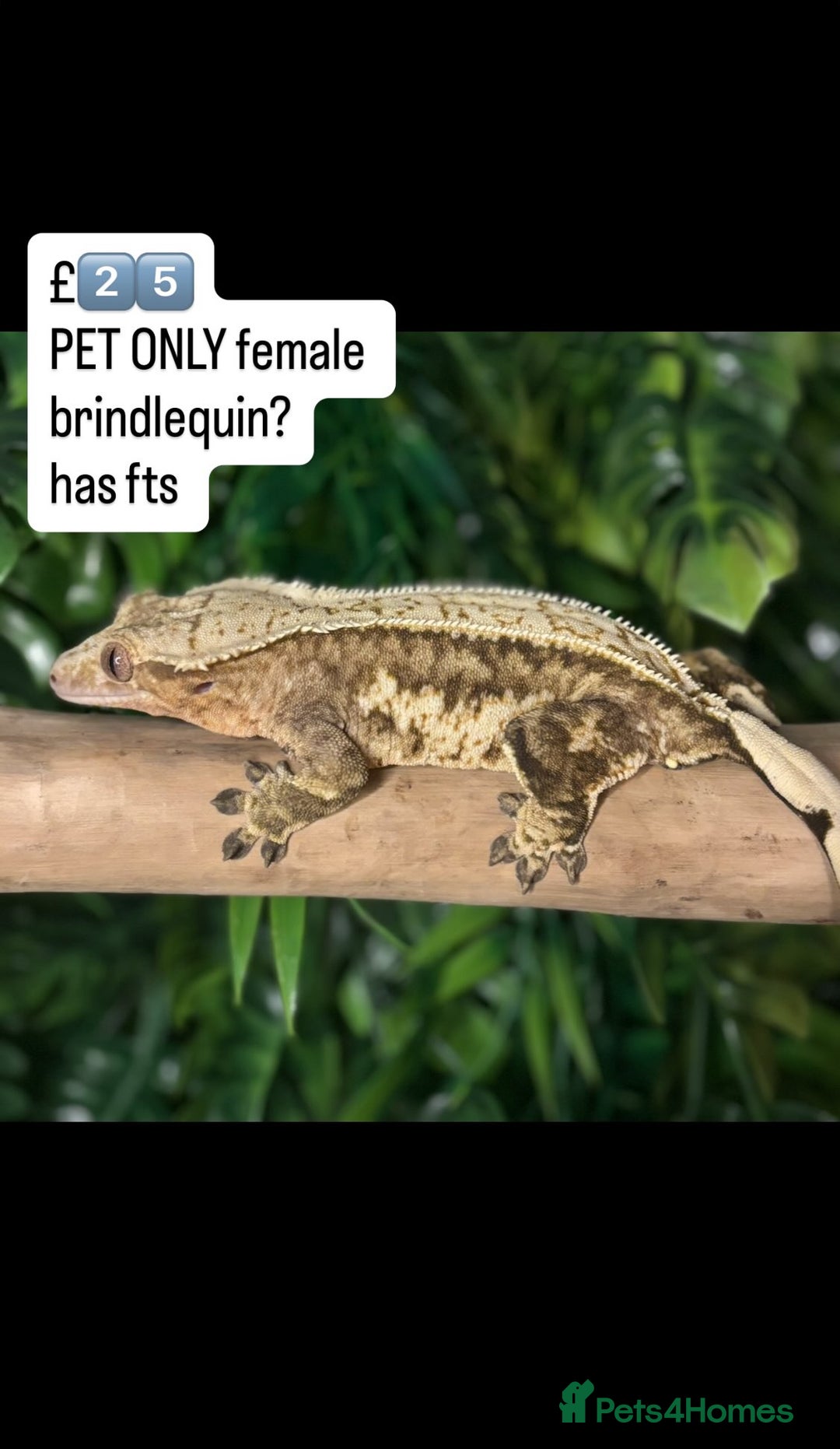 Gecko reptiles for sale: BEAUTIFUL CRESTED GECKOS   in Chigwell - Image 8