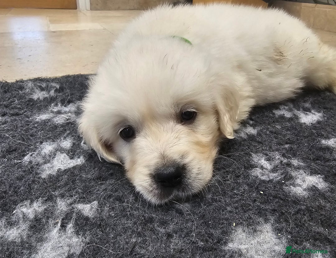 Golden Retriever dogs for sale: Extensively Health Tested English Cream Puppies - Advert 30