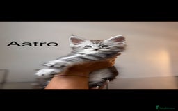 Maine Coon cats for sale: Maine coon polydactyl kittens DNA clear  - Image 4