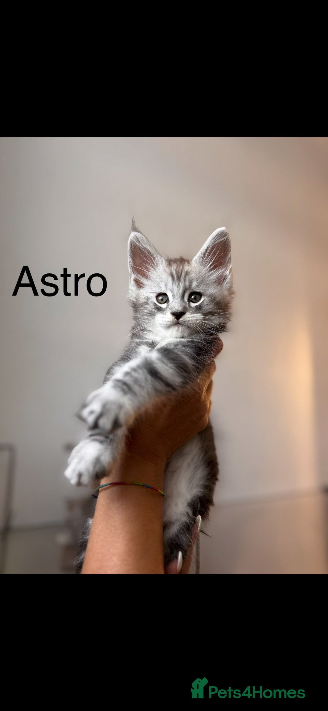 Maine Coon cats for sale: Maine coon polydactyl kittens DNA clear  - Image 4