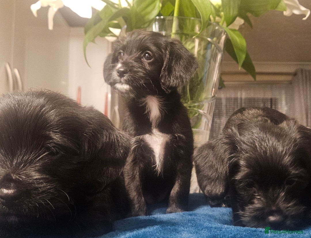 Mixed Breed dogs for sale: Cocker spaniel cross puppies - Image 6