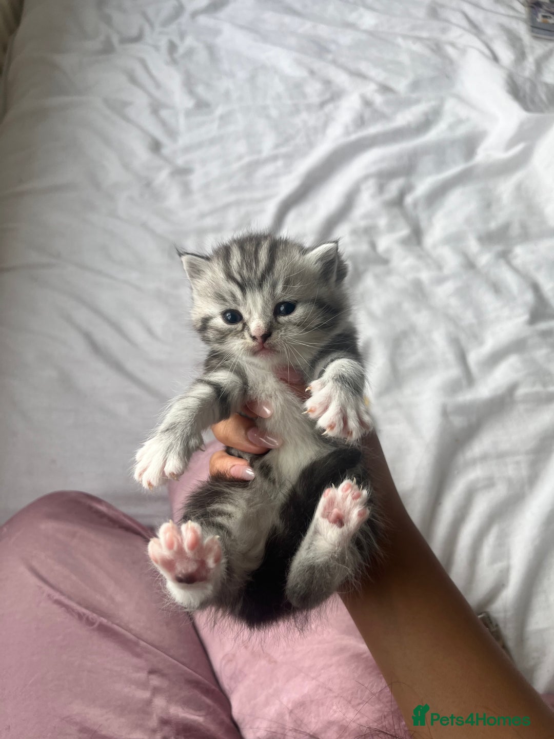 Persian cats for sale: Persian Kitten 2 - 1 Silver Doll Faced X Persian female  - Image 8