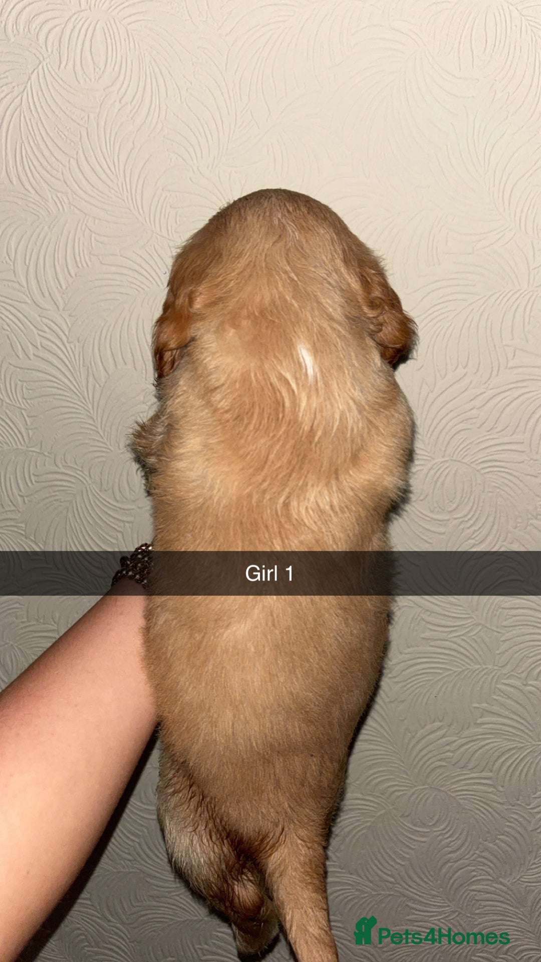 Cocker Spaniel dogs for sale: 2 cream and white cocker spaniel puppies - Image 2