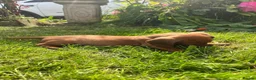 Miniature Dachshund dogs for sale: Kc reg pra clear - Advert 4