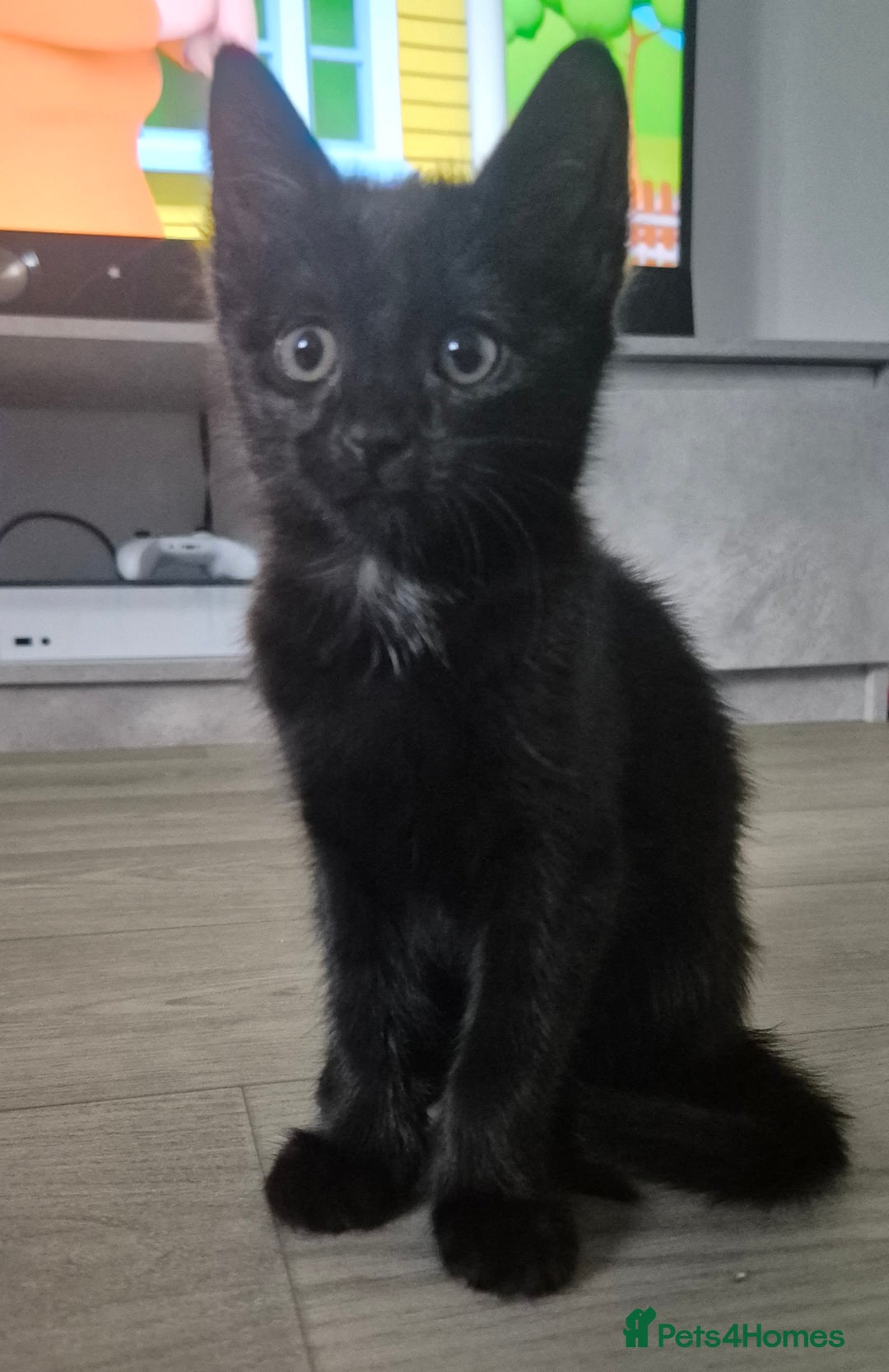 Mixed Breed cats for sale: 12 week old female kitten - Image 1