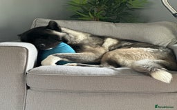 Akita dogs for sale: 4 year old Akita  - Image 20