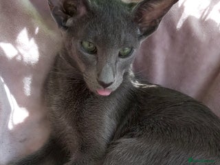 Oriental cats - Advert 3