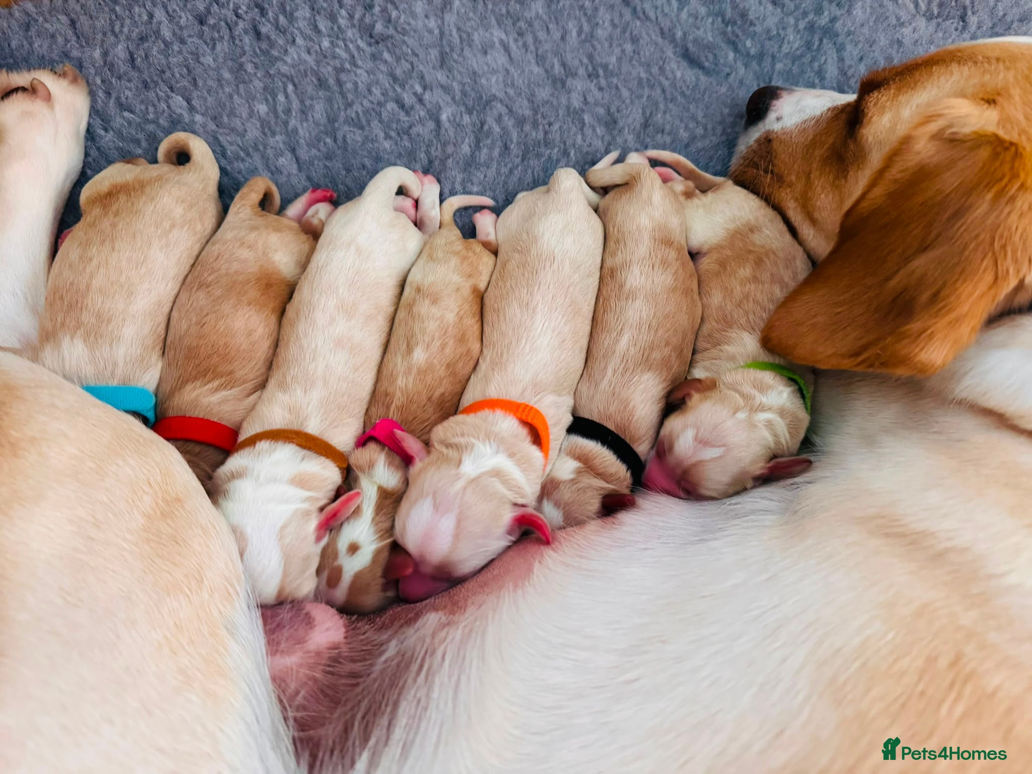 Cockerdor dogs Gorgeous Litter of Cockerdors - Advert 4