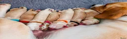 Cockerdor dogs for sale: Gorgeous Litter of Cockerdors in Alton - Advert 1