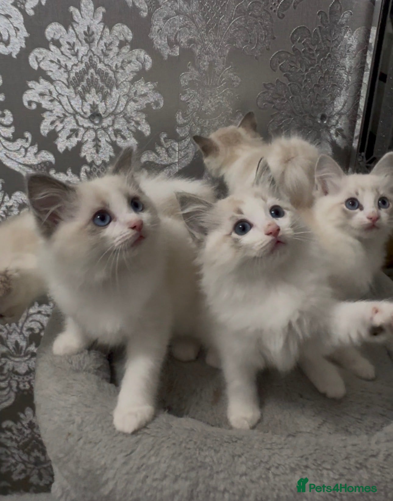 Ragdoll cats for sale: Stunning Ragdoll kittens - Advert 1