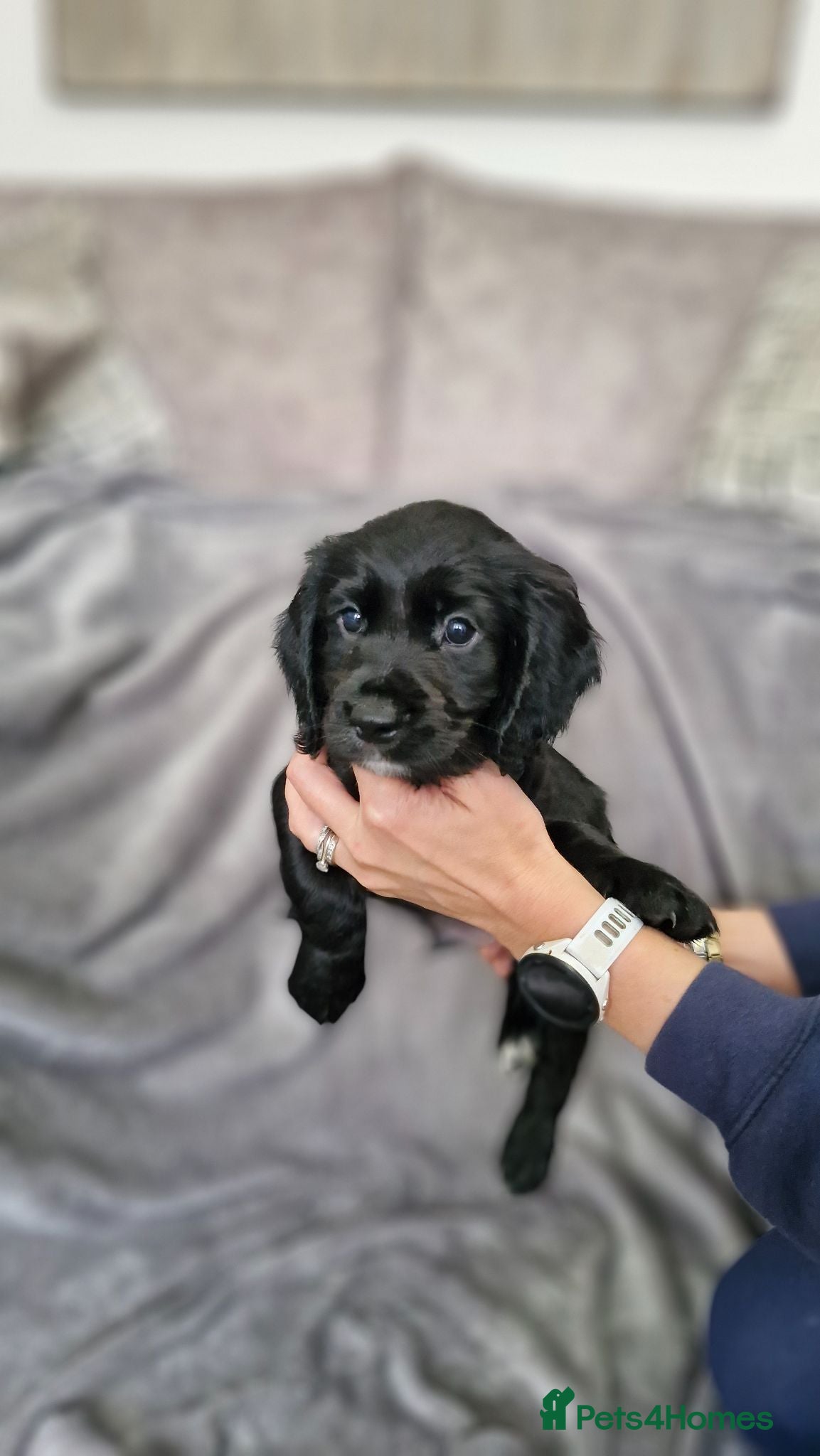 Cocker Spaniel dogs Working Cocker Spaniel Puppies - Advert 2