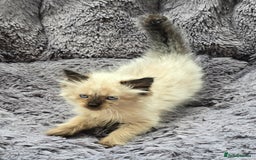 Ragdoll cats for sale: GCCF registered Ragdoll kittens  - Image 25