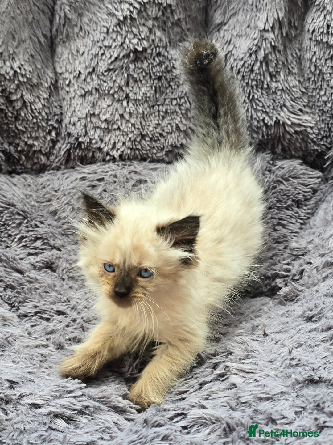 Ragdoll cats for sale: GCCF registered Ragdoll kittens  - Image 25