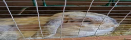 Mini Lop rabbits for sale: Beautiful Mini Lop Doe for sale in Chatham - Advert 2