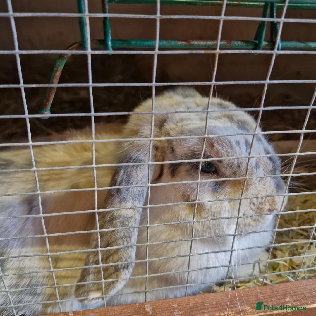 Mini Lop rabbits for sale: Beautiful Mini Lop Doe for sale in Chatham - Advert 2