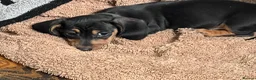 Miniature Dachshund dogs for sale: Home Reared Miniature Dachsund Puppies - Advert 5