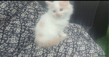 Mixed Breed cats - Advert 4