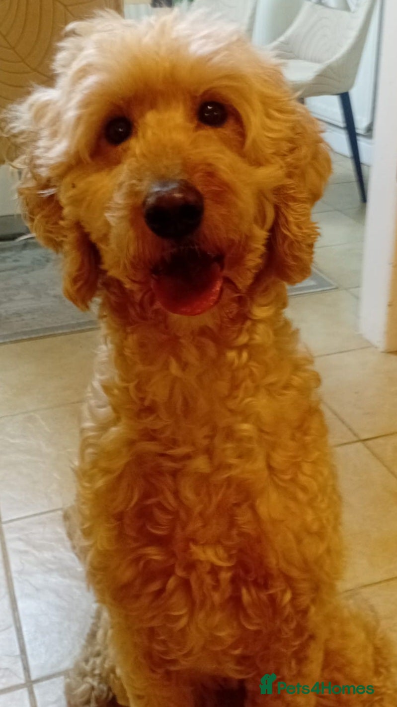 Mixed Breed dogs Goldendoodle Female Standard size  - Advert 4