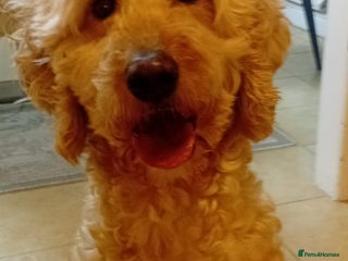 Mixed Breed dogs Goldendoodle Female Standard size - Advert 3