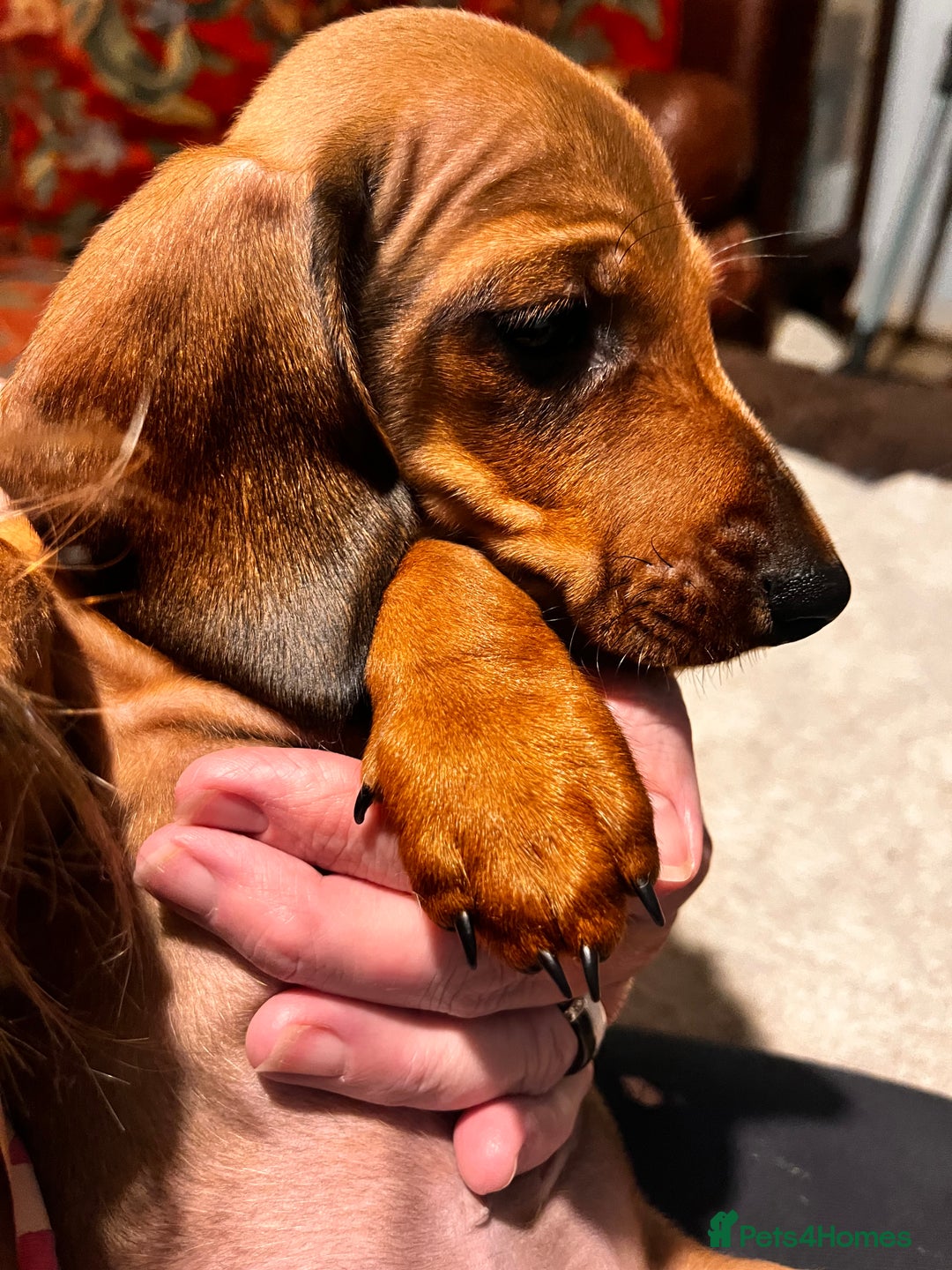 Dachshund dogs for sale: KC REG STANDARD SMOOTH HAIR DACHSHUND MALE PUPS - Advert 11