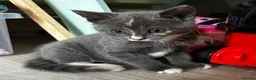 Mixed Breed cats for sale: Grey girl ready now  - Advert 4