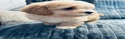 Maltipoo dogs for sale: Miniature Maltipoo Puppies - Advert 4