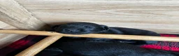 Labrador Retriever dogs for sale: Stunning KC Labradors. Crufts winning Stud dog - Advert 14