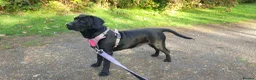 Mixed Breed dogs for sale: Midnight - Female in Stockton-on-Tees - Advert 5