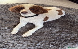 Double Doodle dogs for sale: Parti Double Doodles 🐾  - Image 21